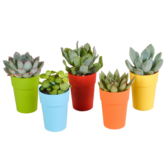 Vetplanten mix 5.5 cm - 5x - in gekleurde plasticpot