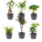 Mini planten set 6 - Inclusief 6x pot Boule Antraciet