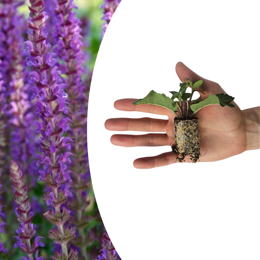 Salvia – 6 Pluggen | Kweek & Geniet van Prachtige Salvia