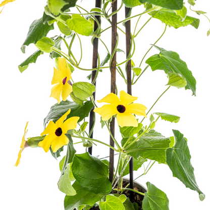 Thunbergia alata Sunny Susy Yellow Ø13 cm - ↕60 cm