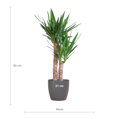 Yucca Elephantipes met Viber zwart - 90cm - Ø21