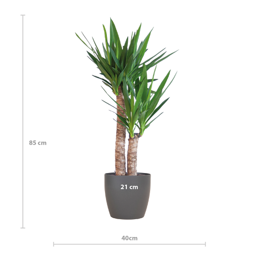 Yucca Elephantipes met Viber zwart - 90cm - Ø21