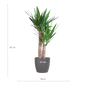 Yucca Elephantipes met Viber zwart - 90cm - Ø21