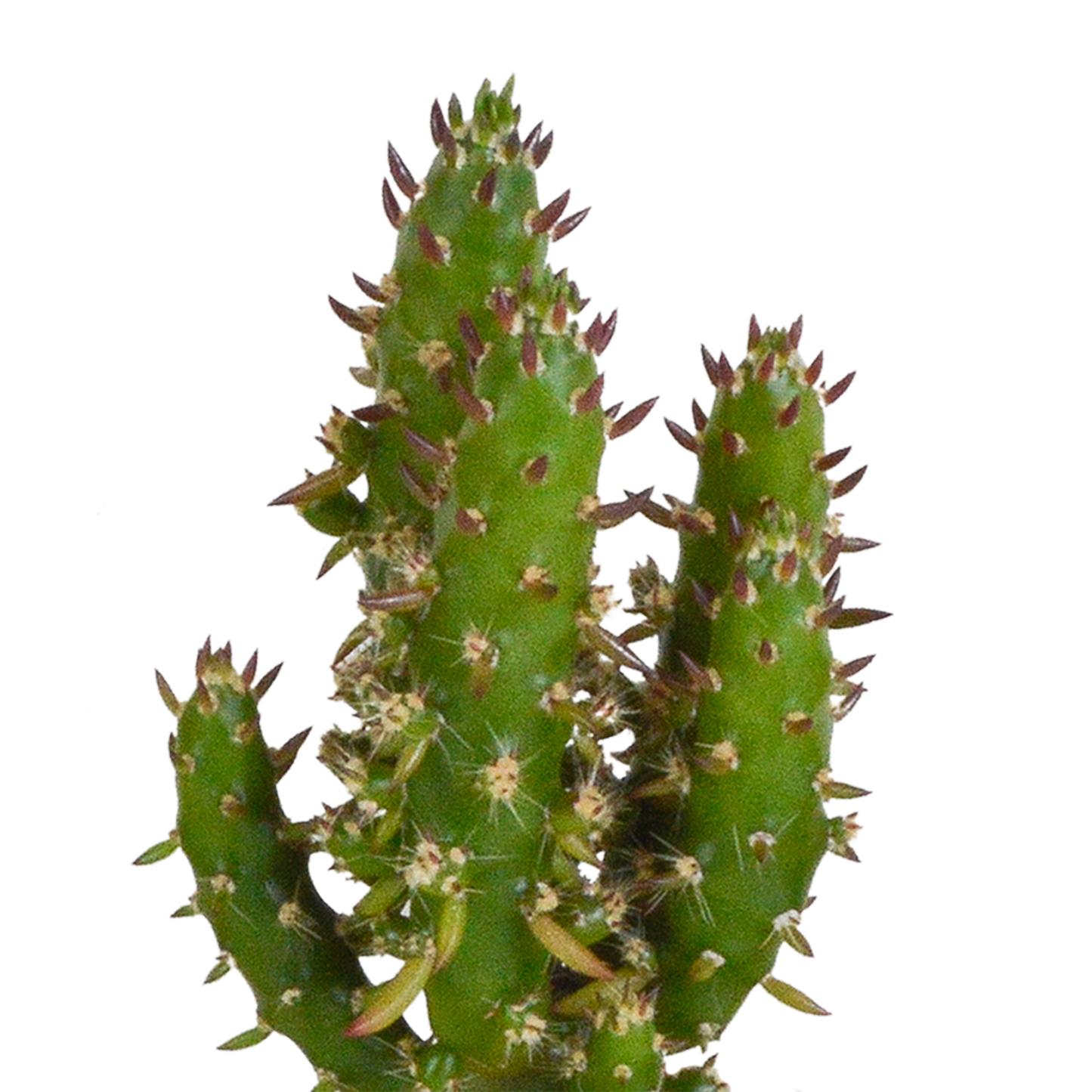 Cactus en vetplanten mix 5.5 cm | 15 stuks - in terracotta pot
