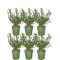 Plants by Frank - 1 meter  Hulst haag - Ilex crenata 'Jenny'® - Set van 6 winterharde haagplanten - Groenblijvende haag - Vers van de kwekerij geleverd