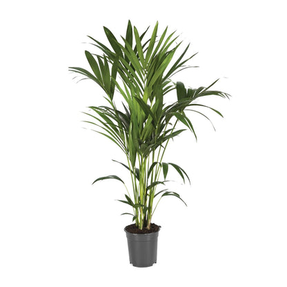 Howea Forsteriana - Ø21cm - ↕120cm