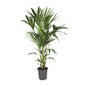 Howea Forsteriana - Ø21cm - ↕120cm