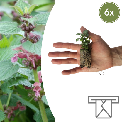 Lamium – 6 Pluggen | Kweek & Geniet van een Prachtige Bodembedekker
