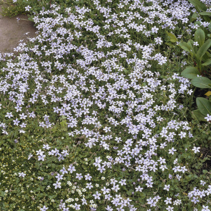 20x Isotoma fluviatilis - ↕10-25cm - Ø9cm