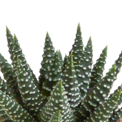 Cactus en vetplanten mix 5.5 cm | 15 stuks - in witte pot