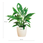 Spathiphyllum met Viber wit - 80cm - Ø21