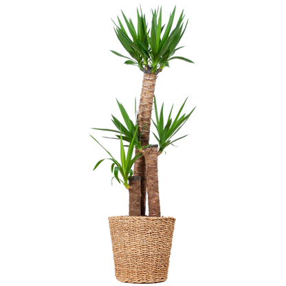 Yucca XL met Torun mand - 125cm - Ø24
