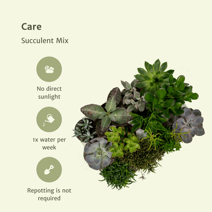 Succulenten Mix - 18 stuks - Ø8,5cm - ↕10 cm