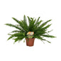 Nephrolepis Green Lady - Ø17cm - ↕40cm