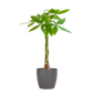 Pachira Aquatica met Viber grijs - 80cm - Ø21