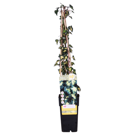 4x - Hedera helix 'Goldheart' - ↨65cm - Ø15