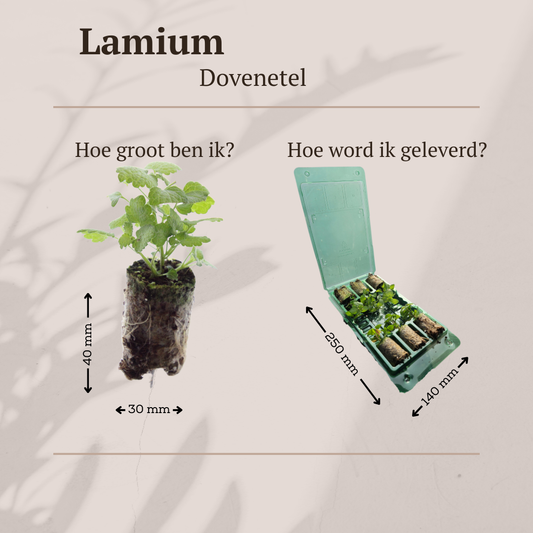 Lamium – 6 Pluggen | Kweek & Geniet van een Prachtige Bodembedekker