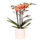 Kolibri Orchids | Oranje orchidee Bolzano + Star Fish sierpot - potmaat Ø9cm | bloeiende kamerplant - vers van de kweker