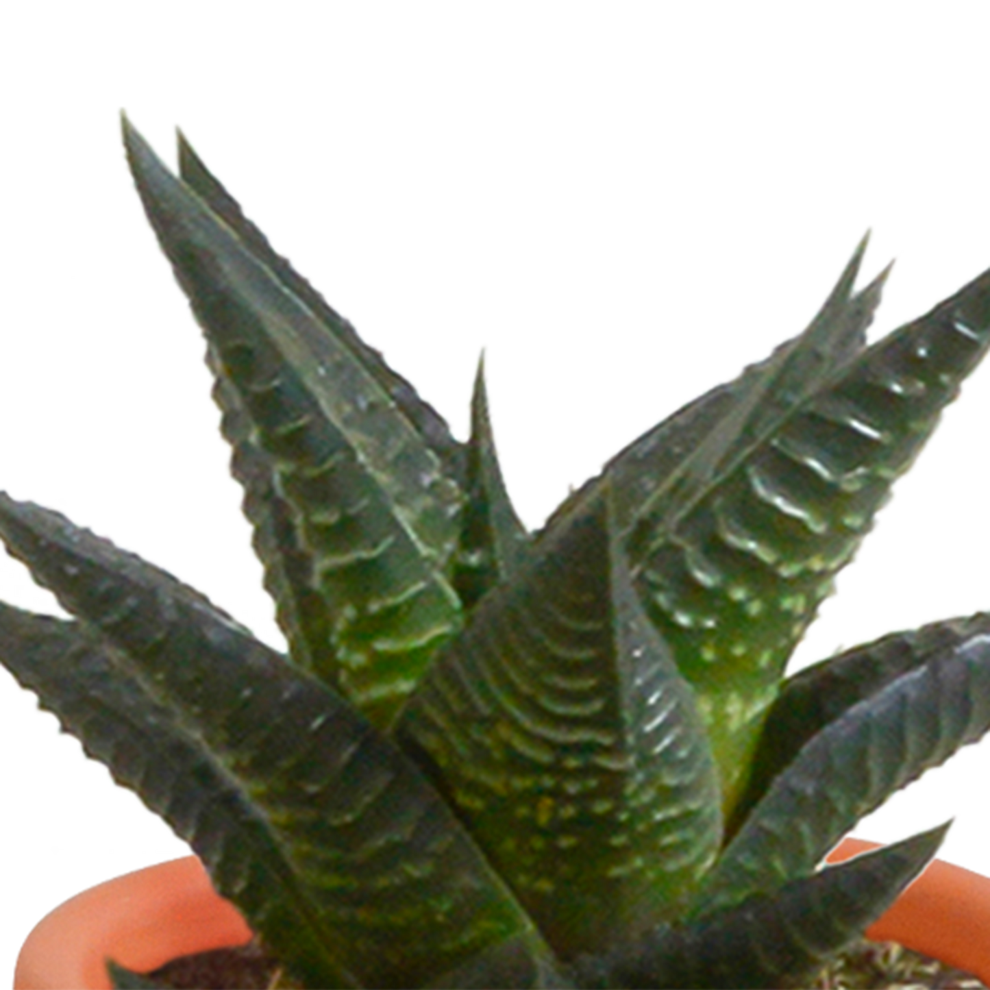 Cactus en vetplanten mix 5.5 cm | 15 stuks - in terracotta pot