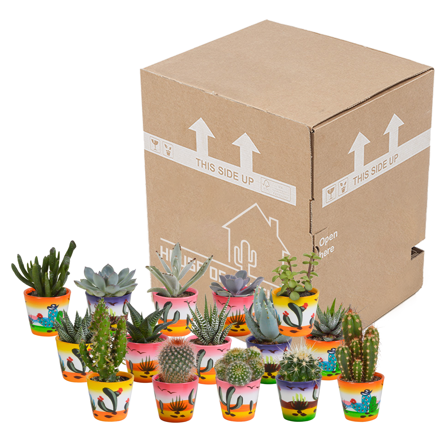 Cactus en vetplanten mix 5.5 cm | 15 stuks - in Mexicaanse pot