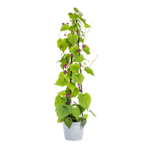 Mix aus Kletterpflanzen: Rhodochiton, Cobea, Lathyrus & Ipomoea Ø13 cm - ↕60 cm