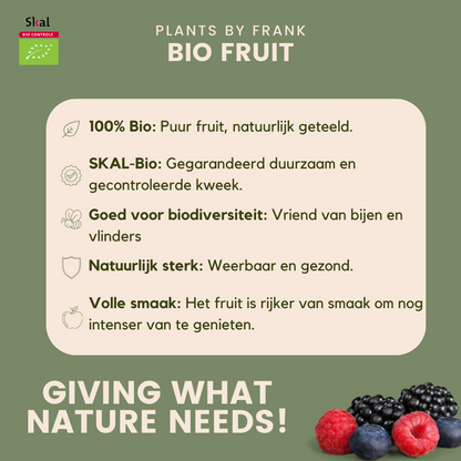 3 x Biologische bramenplanten - Ø 13 cm - ↨ 20 cm