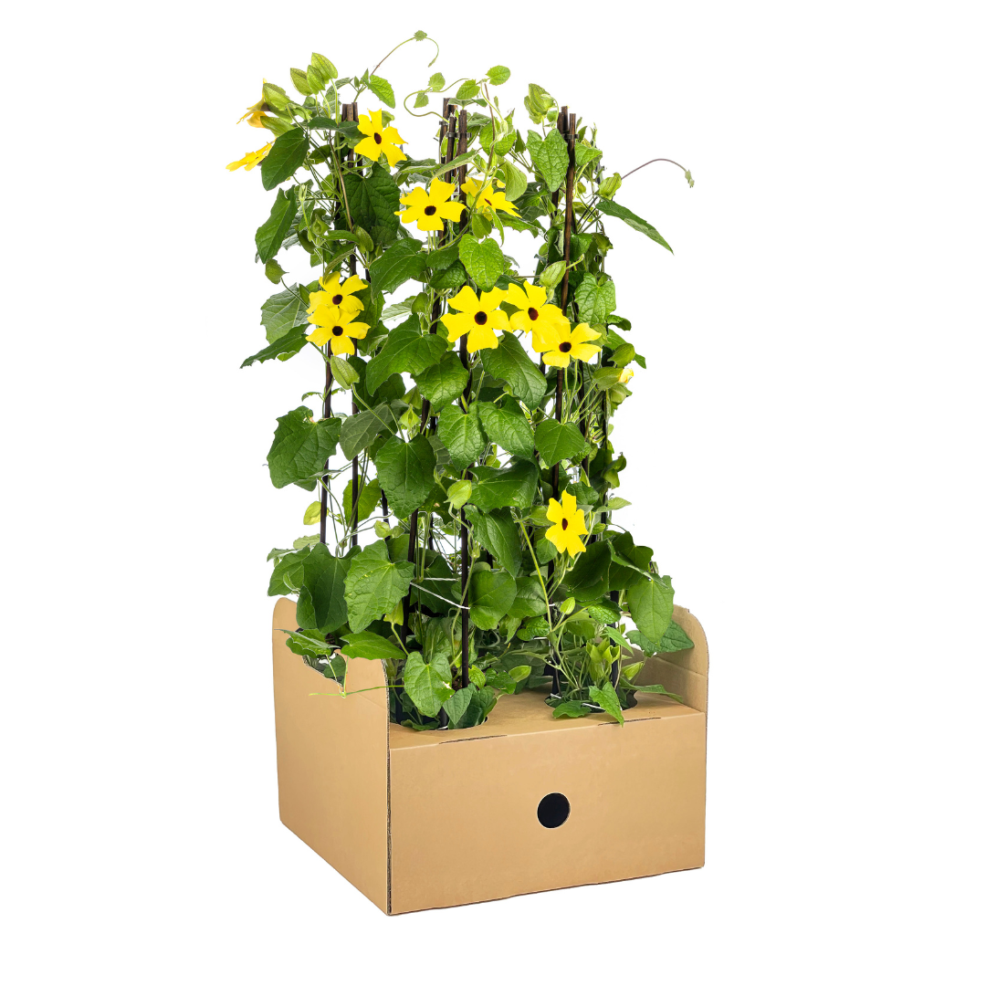 Thunbergia alata Sunny Susy Yellow Ø13 cm - ↕60 cm