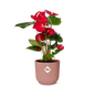 Anthurium Red 12cm in ELHO Vibes Fold 14cm roze