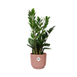 Zamioculcas – Hoogte 45-50 in ELHO Vibes Fold 14cm roze