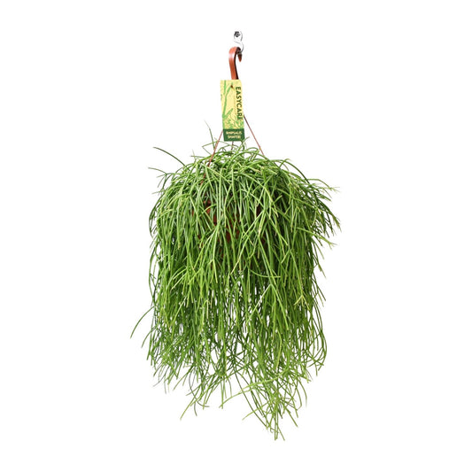 Rhipsalis Baccifera Shaferi - Ø21 ↕60