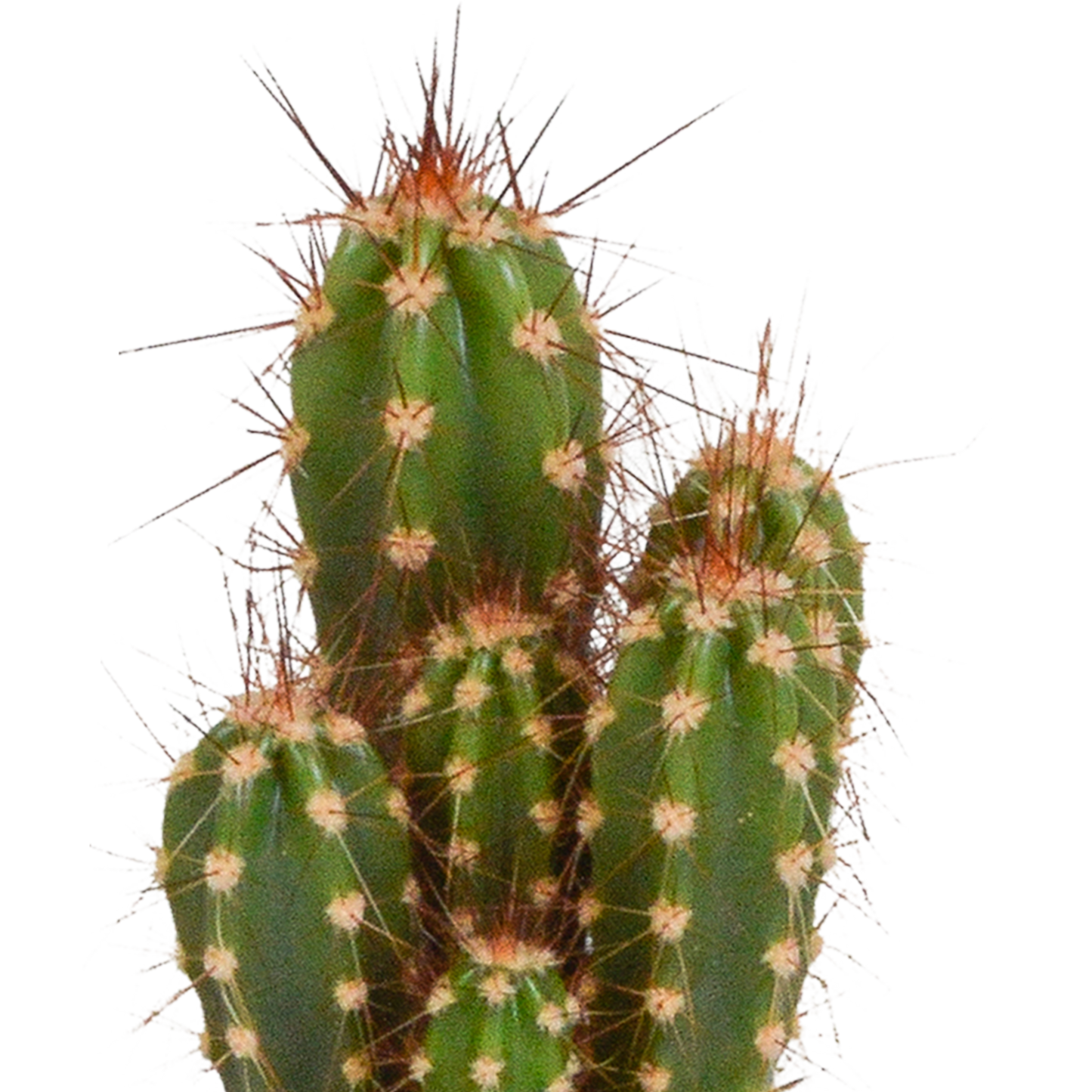 Cactus en vetplanten mix 5.5 cm | 15 stuks - in Mexicaanse pot