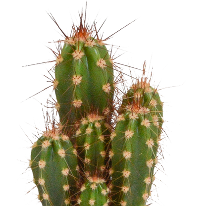 Cactus en vetplanten mix 5.5 cm | 15 stuks - in Mexicaanse pot