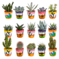 Cactus en vetplanten mix 5.5 cm | 15 stuks - in Mexicaanse pot