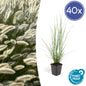 40x Pennisetum alopecuroides 'Hameln' - ↕10-25cm - Ø9cm
