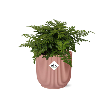 Asplenium Parvati in ELHO Vibes Fold 14cm roze