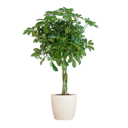 Schefflera Arab Nora met Viber wit  - 70cm - Ø21