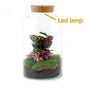 DIY terrarium - Milky Calathea with Light - ↕ 31 cm - Normal