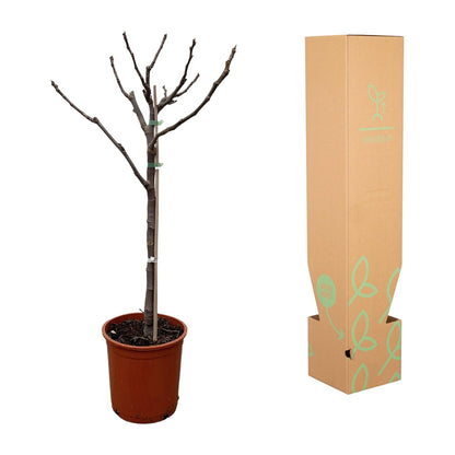 Ficus Carica op stam - 100 cm - Ø20