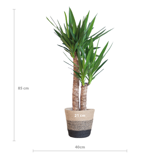 Yucca Elephantipes met Mand Lissabon zwart - 90cm - Ø21