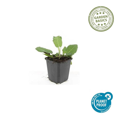 20x Salvia nem. 'Mainacht' - ↕10-25cm - Ø9cm