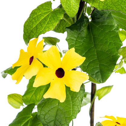 Thunbergia alata Sunny Susy Yellow Ø13 cm - ↕60 cm