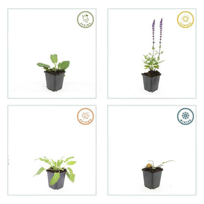 20x Salvia nem. 'Mainacht' - ↕10-25cm - Ø9cm