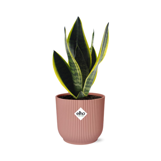 Sansevieria Futura Superba in ELHO Vibes Fold 14cm roze