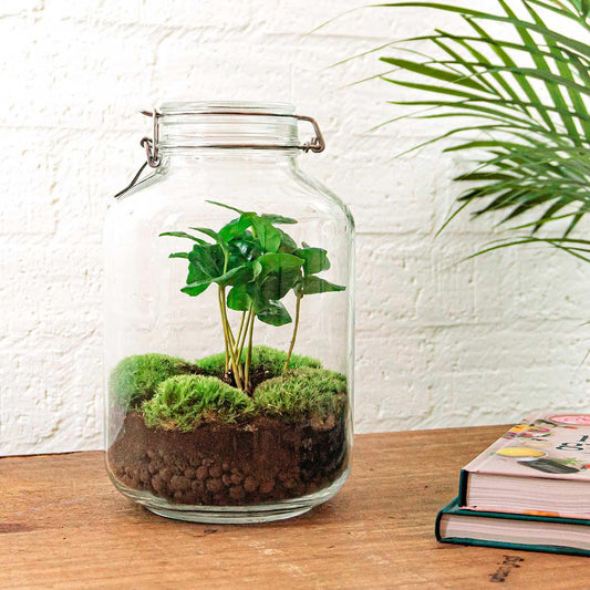 DIY terrarium - Jar - Coffea Arabica - ↕ 28 cm - Rake + Shovel + Tweezer