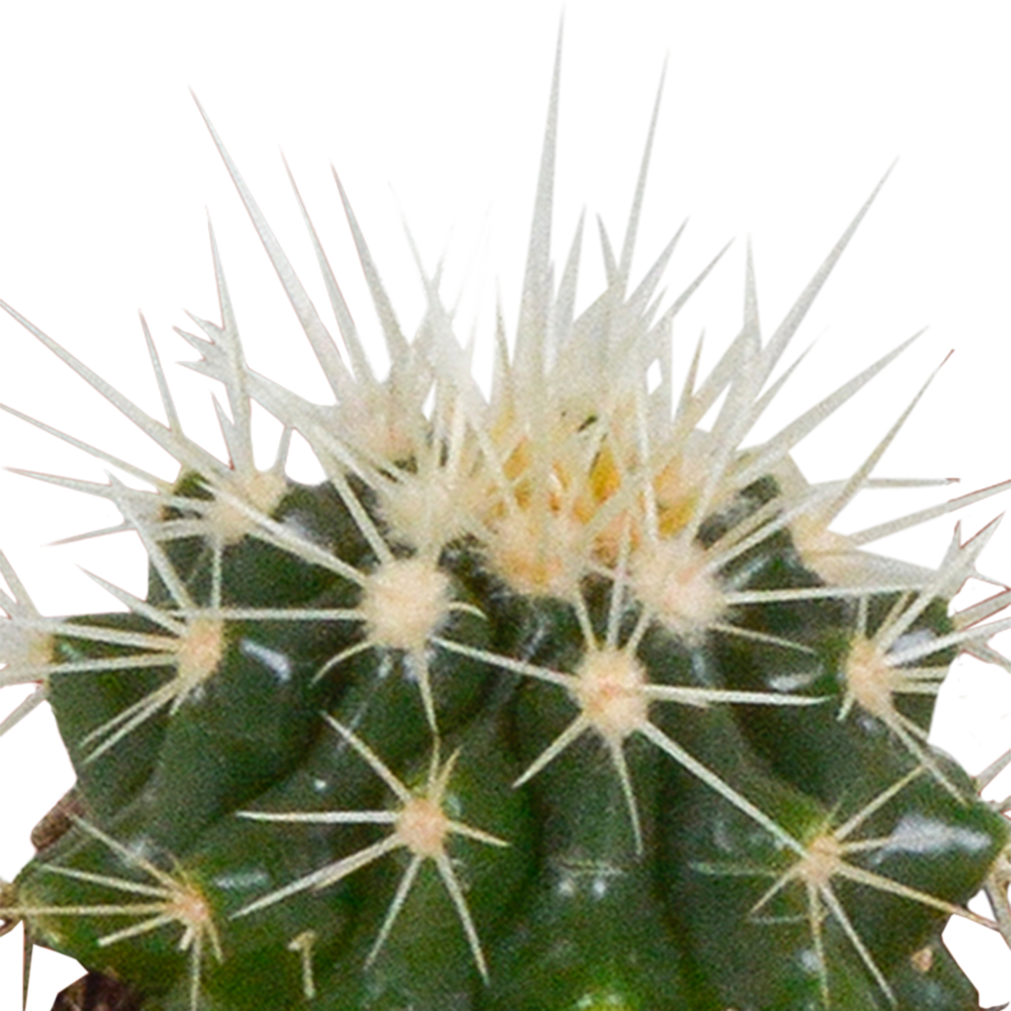 Cactus en vetplanten mix 5.5 cm | 15 stuks - in witte pot