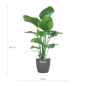 Strelitzia Nicolai met Viber pot grijs - 80cm - Ø21
