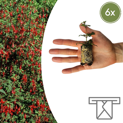Fuchsia – 6 Pluggen | Kweek & Geniet van een Kleurrijke Tuin