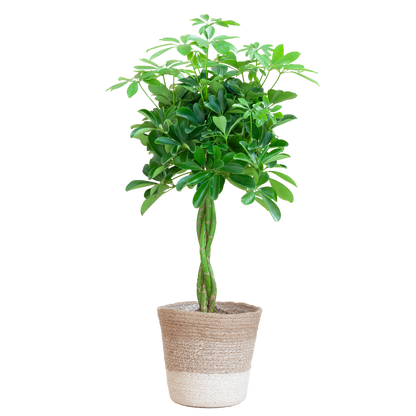 Schefflera Arab Nora met Mand Lissabon wit  - 70cm - Ø21