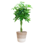 Schefflera Arab Nora met Mand Lissabon wit  - 70cm - Ø21