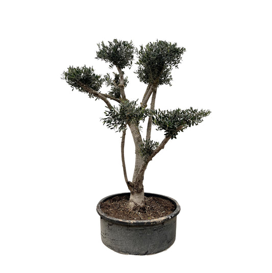 Olea Europaea Pompon - 210cm- Ø80